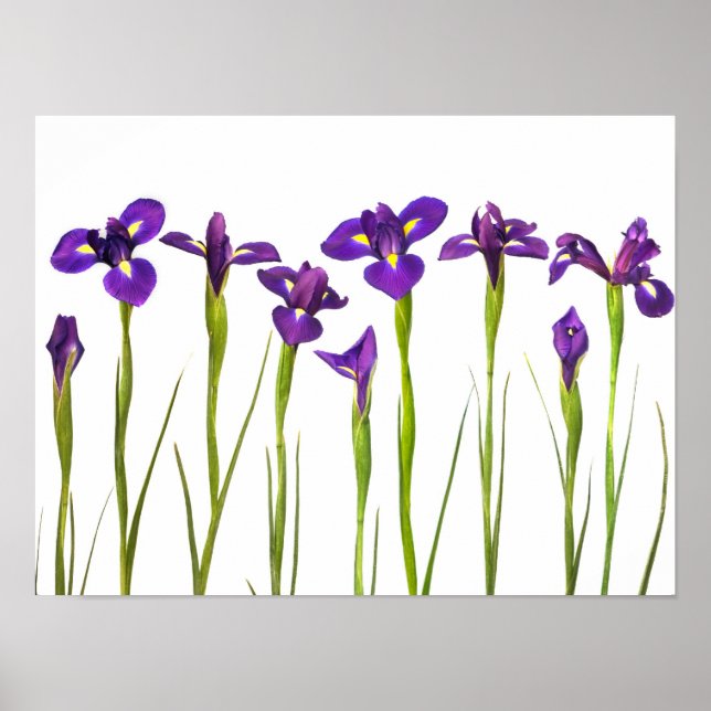 Póster Irises púrpura - Plantilla personalizada de flor d (Frente)
