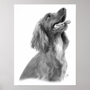 Póster Irish Setter