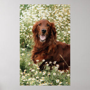 Póster Irish Setter