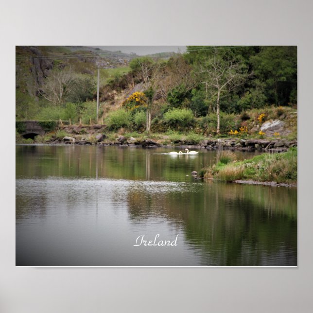 Póster Irlanda, condado de Cork, lago, cisnes, fotografía (Frente)
