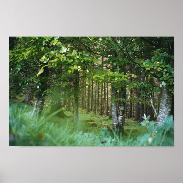 Póster Irlandés Wood (Frente)