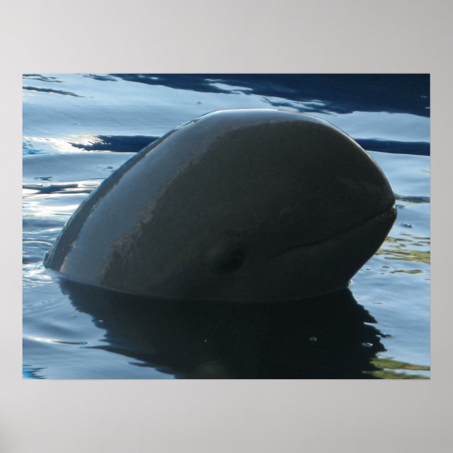 Póster Irrawaddy Dolphin Peek-A-Boo (Frente)