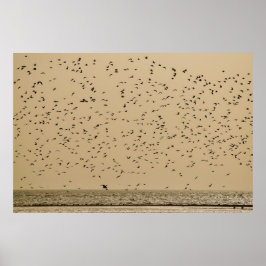 Póster Isla de los Aves