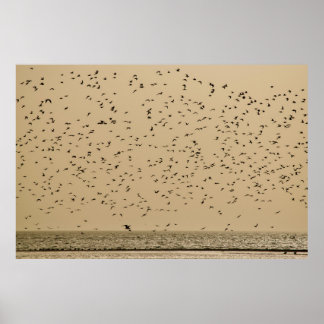 Póster Isla de los Aves