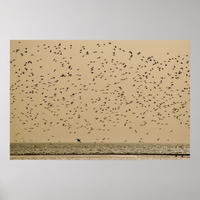 Póster Isla de los Aves (Frente)