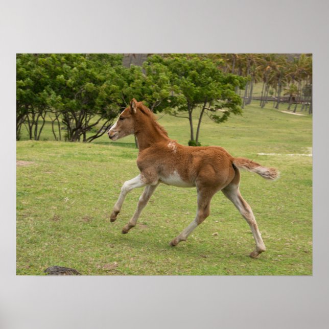 Póster Isla de Pascua o Rapa Nui (Frente)