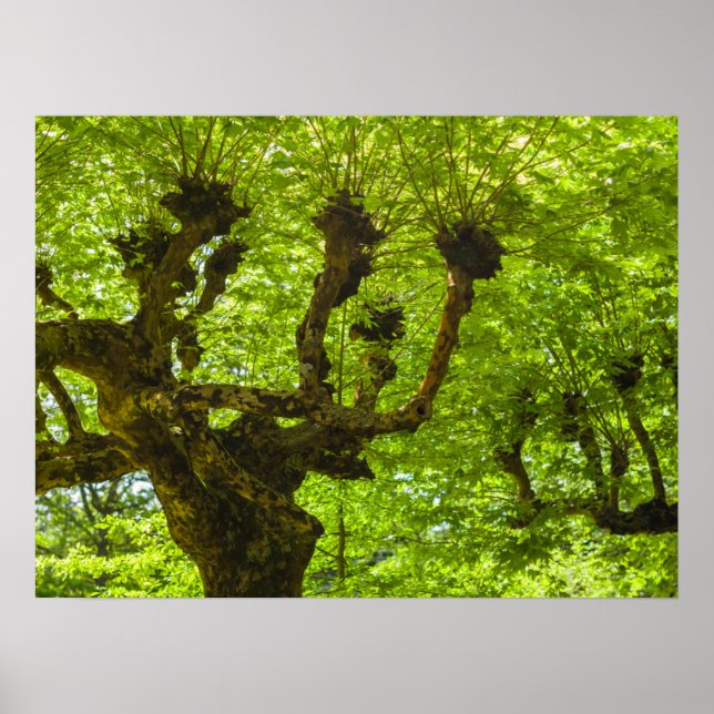 Póster Isla de Sao Miguel (Frente)