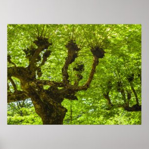 Póster Isla Sao Miguel