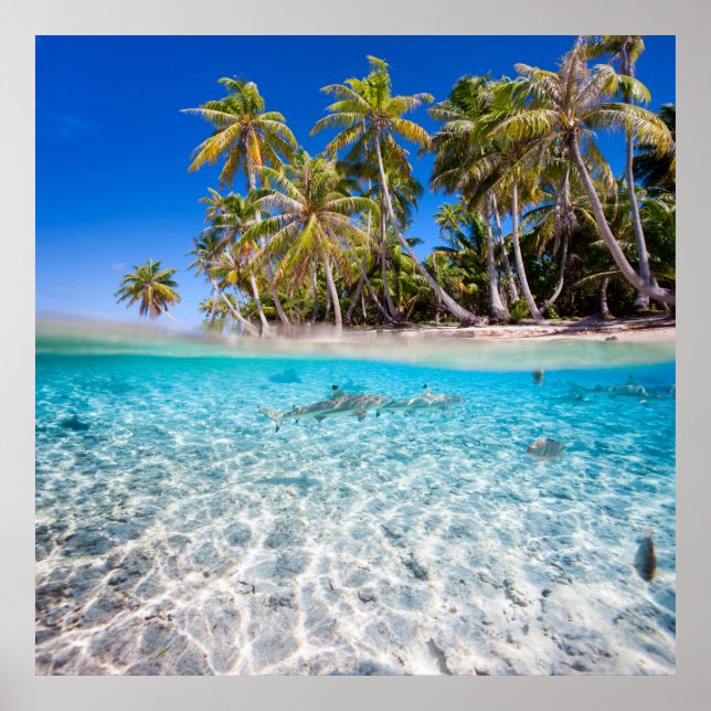 Póster Isla tropical bajo y por encima del agua (Frente)