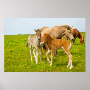 Póster Islandia. Dyrholaey. Terneros de caballo de Island