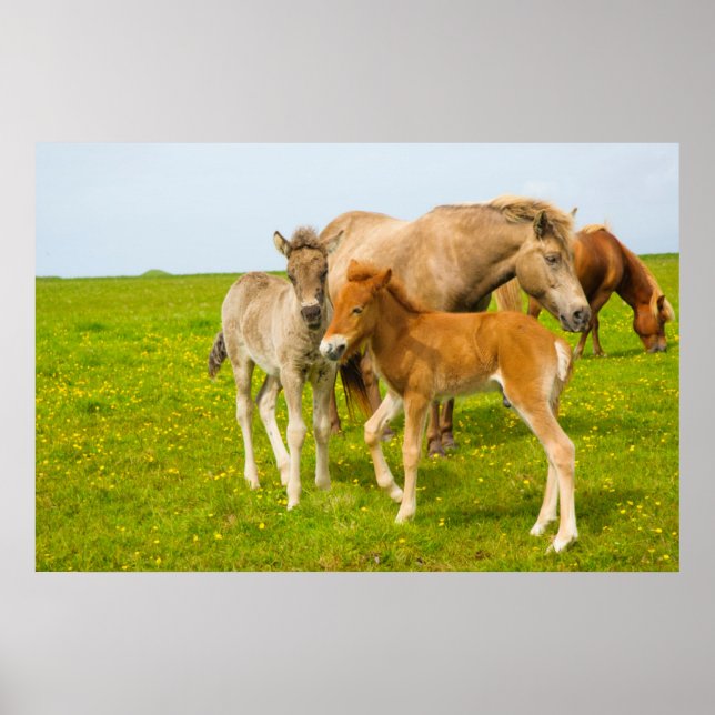 Póster Islandia. Dyrholaey. Terneros de caballo de Island (Frente)