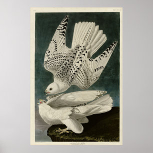 Póster Islandia, Jer Falcon, de Audubon Birds of America