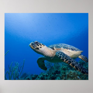 Póster Islas Caimán, Pequeña Isla Caimán, bajo el agua 2