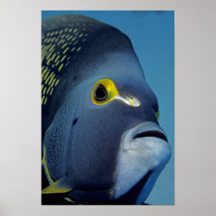 Póster Islas Caimán, Pez ángel francés Pomacanthus