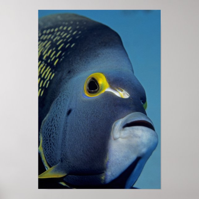 Póster Islas Caimán, Pez ángel francés Pomacanthus (Frente)