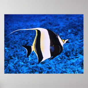 Póster Islas Gili Moro Idol