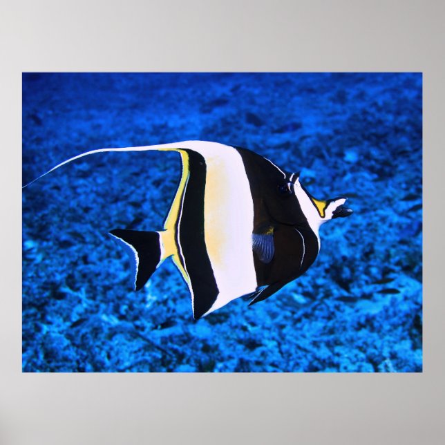 Póster Islas Gili Moro Idol (Frente)
