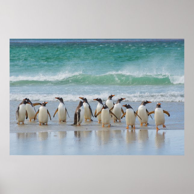 Póster Islas Malvinas. Isla Saunders. Gentoo (Frente)