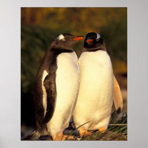 Póster Islas Malvinas. Pingüinos Gentoo. (Pyroscelis