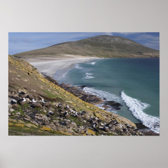 Póster Islas Malvinas, West Falkland, Saunders (Frente)