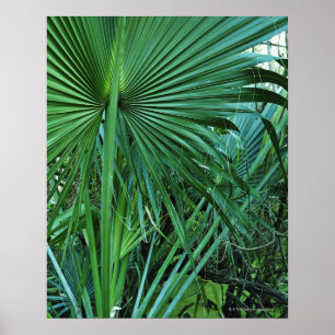 Póster Islas Vírgenes de los E.E.U.U., St Thomas, hojas
