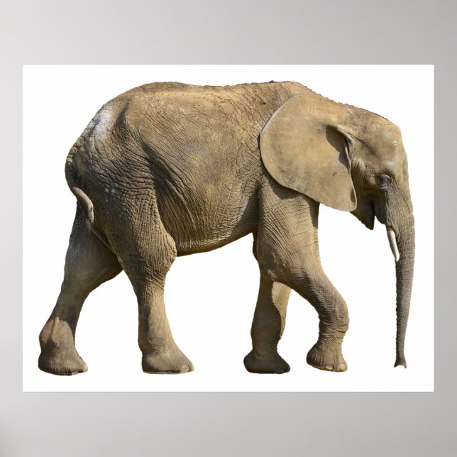 Póster Isolated African elephant (Frente)