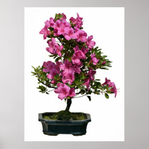 Póster Isolated bonsai rhododendron blooming