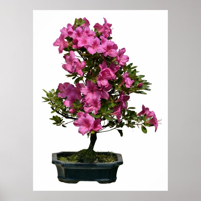 Póster Isolated bonsai rhododendron blooming (Frente)