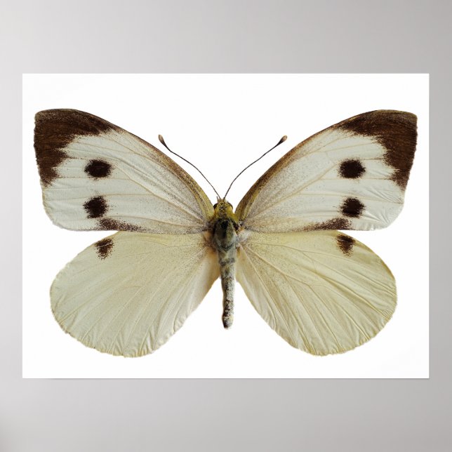Póster Isolated female Large White butterfly (Frente)