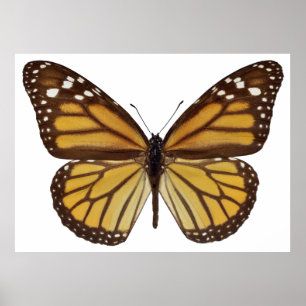 Póster Isolated monarch butterfly PNG