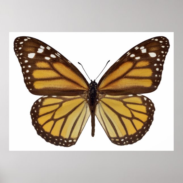 Póster Isolated monarch butterfly PNG (Frente)