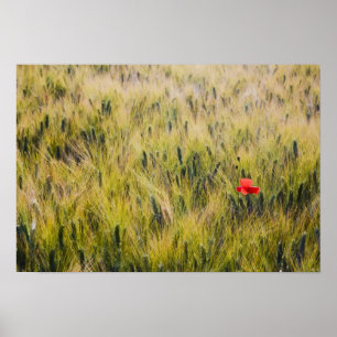 Póster Italia, Toscana, Amapola solitaria en trigo de pri