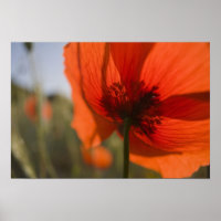 Italia, Toscana, Amapolas de Verano en Toscana Wid