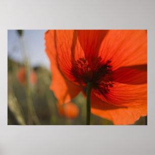 Póster Italia, Toscana, Amapolas de Verano en Toscana Wid