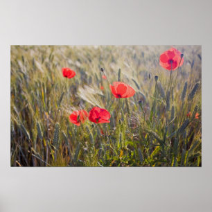 Póster Italia, Toscana, Amapolas de verano y trigo en