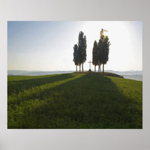 Póster Italia, Toscana, Cipreses en Toscana con