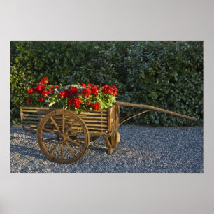 Póster Italia, Toscana. Los geranios rojos se derraman en