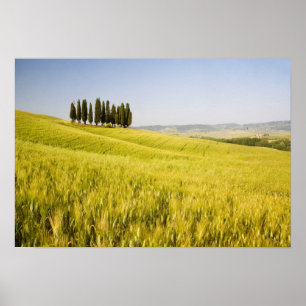 Póster Italia, Tuscnay, grupo de cipreses toscanos 2