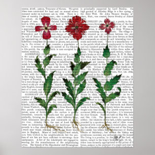 Póster Italian Carnation 1