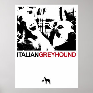 Póster Italian Greyhound White