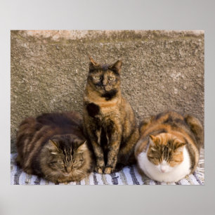 Póster Italy, Cinque Terre, Vernazza. Three cats