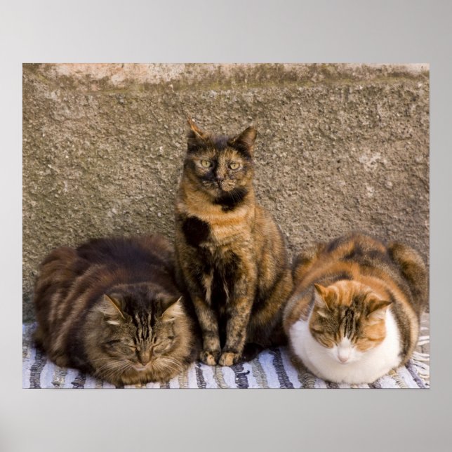 Póster Italy, Cinque Terre, Vernazza. Three cats (Frente)