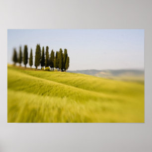 Póster Italy Tuscany, Selective Focus Cypress Trees