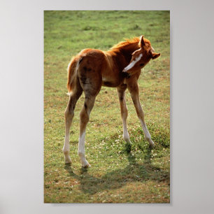 Póster Itchy Foal