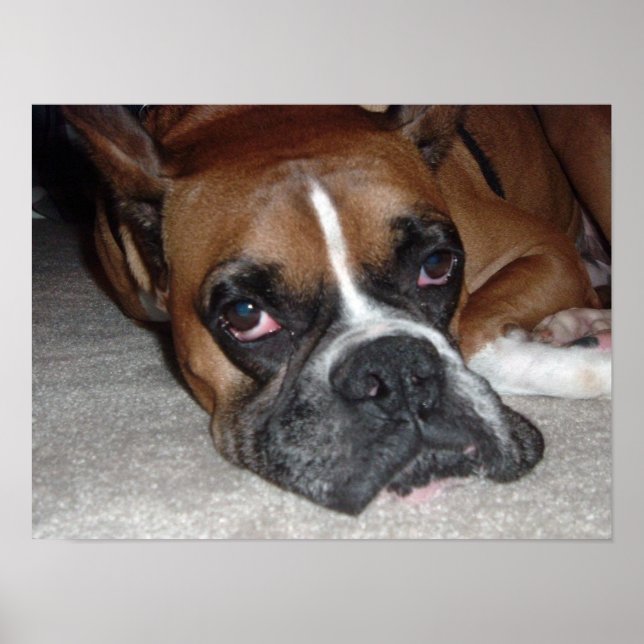 Póster Its a Dog's Life (Frente)