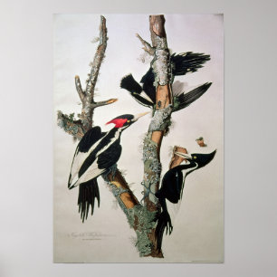 Póster Ivory-billed Woodpecker, from 'Birds of America'