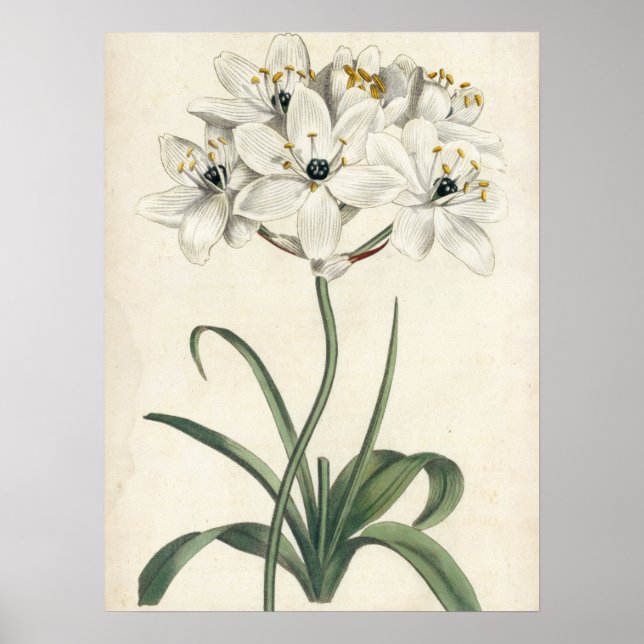 Póster Ivory Garden (Frente)