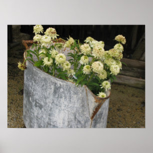 Póster Ivory Zinnias