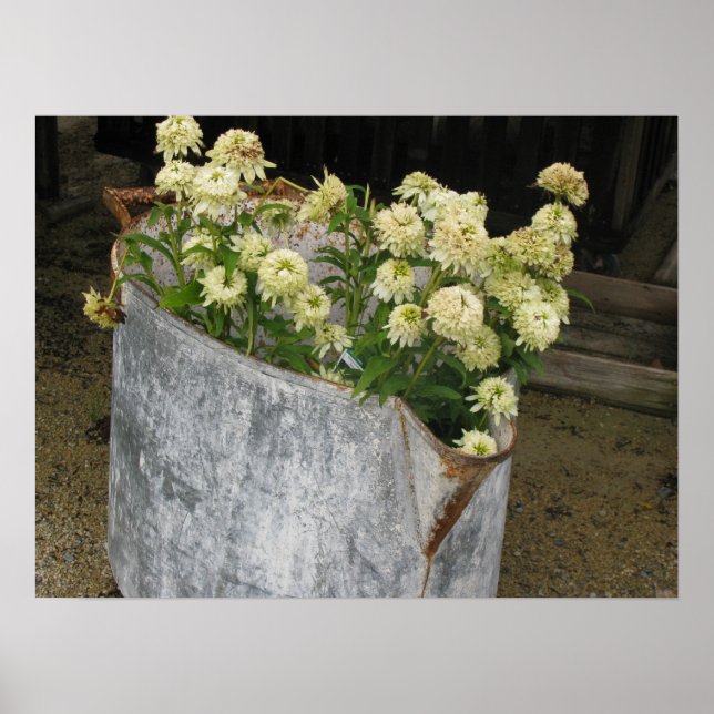 Póster Ivory Zinnias (Frente)