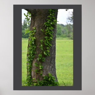 Póster Ivy on Tree Poster